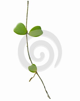 Straight Hoya stem with green heart-shaped leaves isolated on white background.