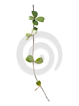 Straight Hoya stem with green heart-shaped leaves isolated on white background.