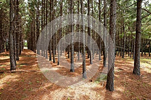 Straight lines of pine trees growing in a forest