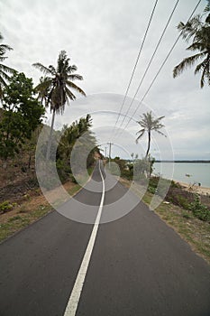 a straight path with coconut trees