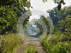 Straight Path out of the Forest to Curve of Railroad Tracks