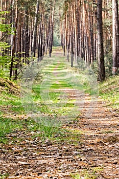 Straight path through spring pine forest