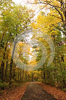 A straight pathway through a forest with yellow and green foliage during the fall in Wisconsin