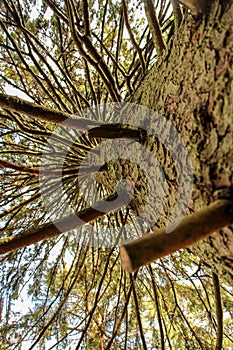 Straight pine tree branches