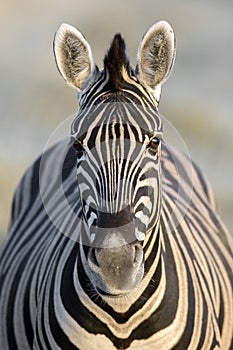 Portrait of a zebra