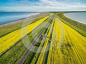 Straight road passing through yellow canola fields and lakes in Australia - aerial view.