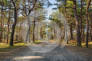 A straight road stretching into the distance in a summer pine forest. Peace and quiet.