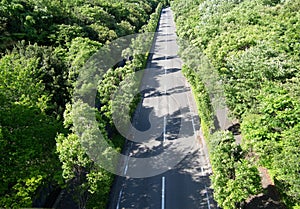 Straight road in the woods