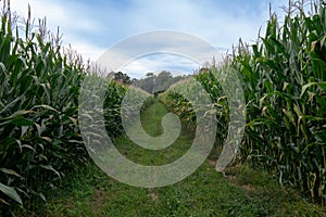 Straight rows of corn growing on a farm in rural Portugal