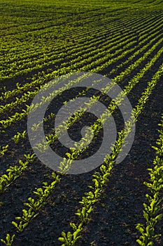 Straight rows of sugar beets growing in a soil in perspective on an agricultural field. Sugar beet cultivation. Young