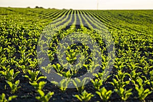 Straight rows of sugar beets growing in a soil in perspective on an agricultural field. Sugar beet cultivation. Young