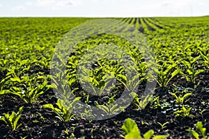 Straight rows of sugar beets growing in a soil in perspective on an agricultural field. Sugar beet cultivation. Young