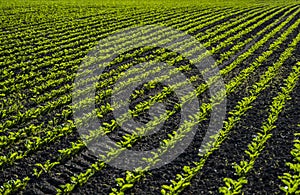 Straight rows of sugar beets growing in a soil in perspective on an agricultural field. Sugar beet cultivation. Young