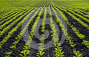 Straight rows of sugar beets growing in a soil in perspective on an agricultural field. Sugar beet cultivation. Young
