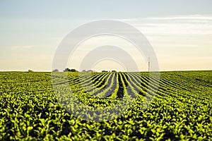 Straight rows of sugar beets growing in a soil in perspective on an agricultural field. Sugar beet cultivation. Young