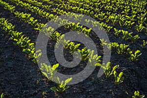 Straight rows of sugar beets growing in a soil in perspective on an agricultural field. Sugar beet cultivation. Young