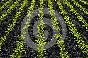 Straight rows of sugar beets growing in a soil in perspective on an agricultural field. Sugar beet cultivation. Young