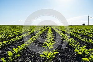 Straight rows of sugar beets growing in a soil in perspective on an agricultural field. Sugar beet cultivation. Young