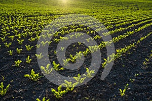 Straight rows of sugar beets growing in a soil in perspective on an agricultural field. Sugar beet cultivation. Young