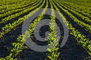 Straight rows of sugar beets growing in a soil in perspective on an agricultural field. Sugar beet cultivation. Young