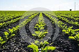 Straight rows of sugar beets growing in a soil in perspective on an agricultural field. Sugar beet cultivation. Young