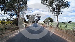 Straight rural country road lined with eucalyptus trees alongside canola fields