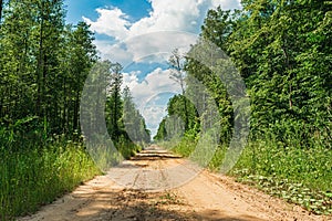 Straight sandy road with tread marks in green forest. The side of the country road is overgrown with dense grass and trees. Summer