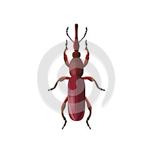 Straight-snouted weevil beetle photo