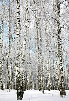 Straight snow covered birches and blue sky
