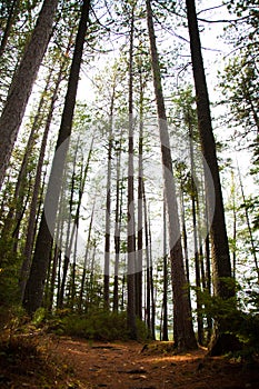 Straight tall trees in the forest