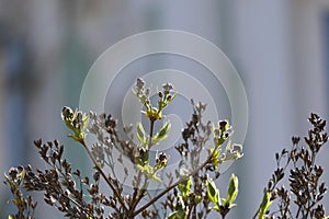 Straight thin branches of a bush with long shiny green leaves.