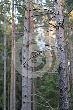 Straight trunk of a coniferous tree