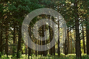 Pine forest in the background light. Summer morning.