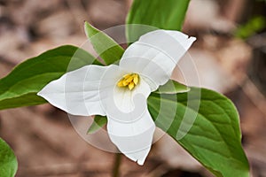 Straight on View of White Trillium Flower