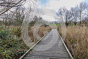 Straight wooden path on marshy ground between wild brown grass