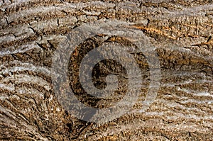 A strain of an old tree.