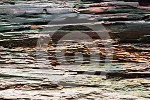A strain of an old tree, close-up view.