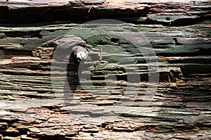 A strain of an old tree, close-up view.