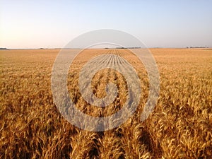 Golden rows of ripe wheat