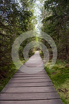 Strake through the forest