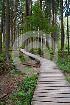 Strake through the protected forest