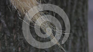 A strand of linen or jute or hemp fibers fluttering in the wind against the background of tree bark. Closeup macro shot. Raw