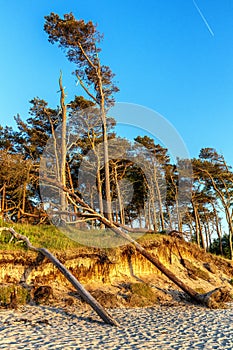 Beach with forest on the Baltic coast near Zingst photo