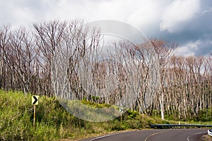 Strand of trees waiting for spring