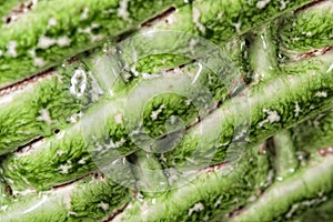 Stranded ceramic pottery detail