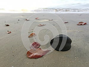 stranded dried drift coconut with terminalia catappa leaves on the beach.