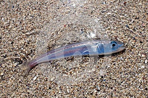 Stranded fish on the beach. photo