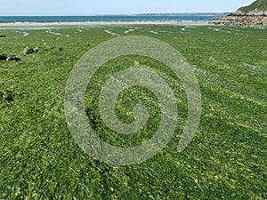 Stranded Green Seaweeds Overgrowth on Brittany Coast