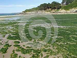 Stranded Green Seaweeds Overgrowth on Brittany Coast