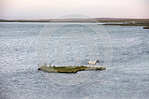 Stranded horse on an small island